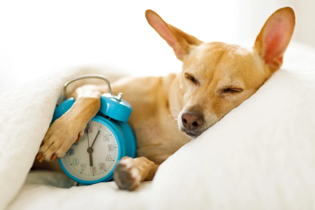 Brown short coated dog lying on white textile