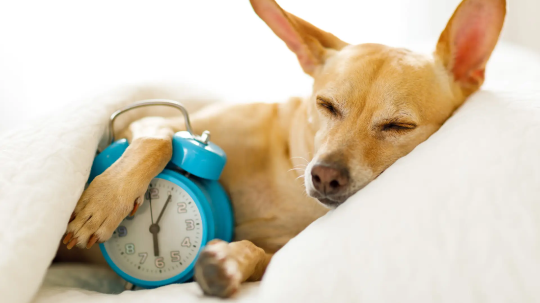 Brown short coated dog lying on white textile