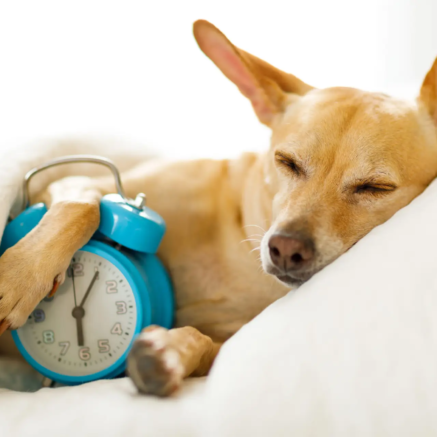 Brown short coated dog lying on white textile