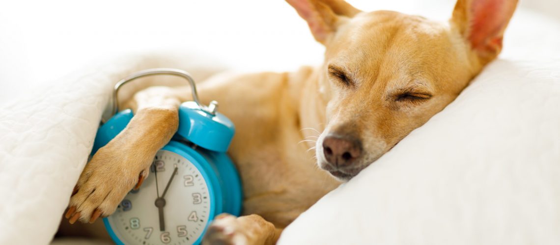 Brown short coated dog lying on white textile